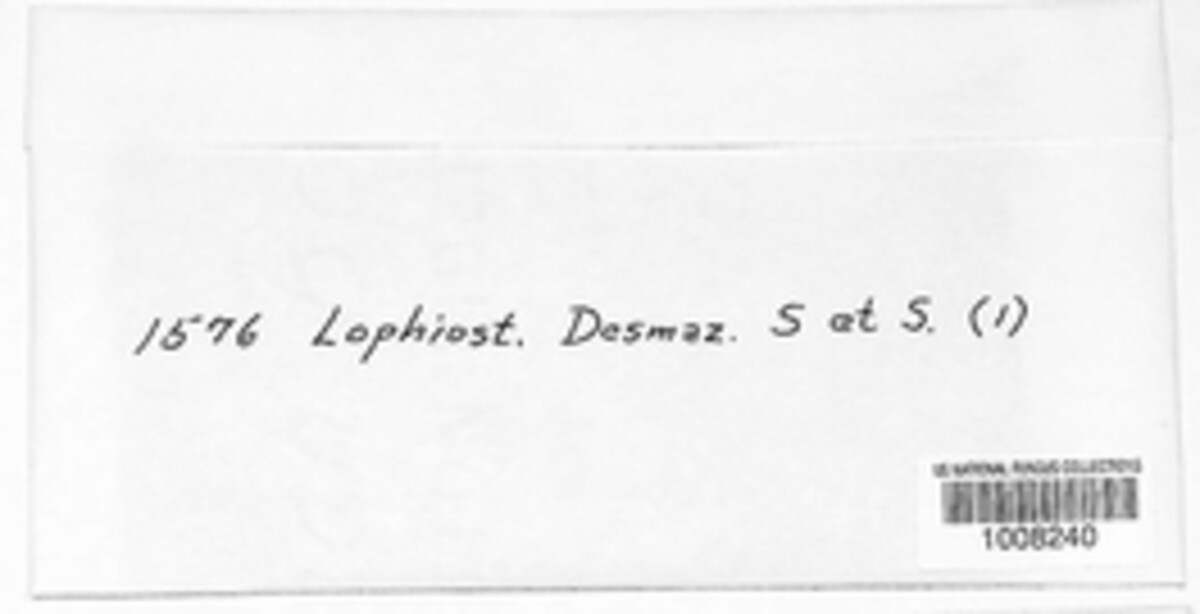 Lophiostoma viridarium image